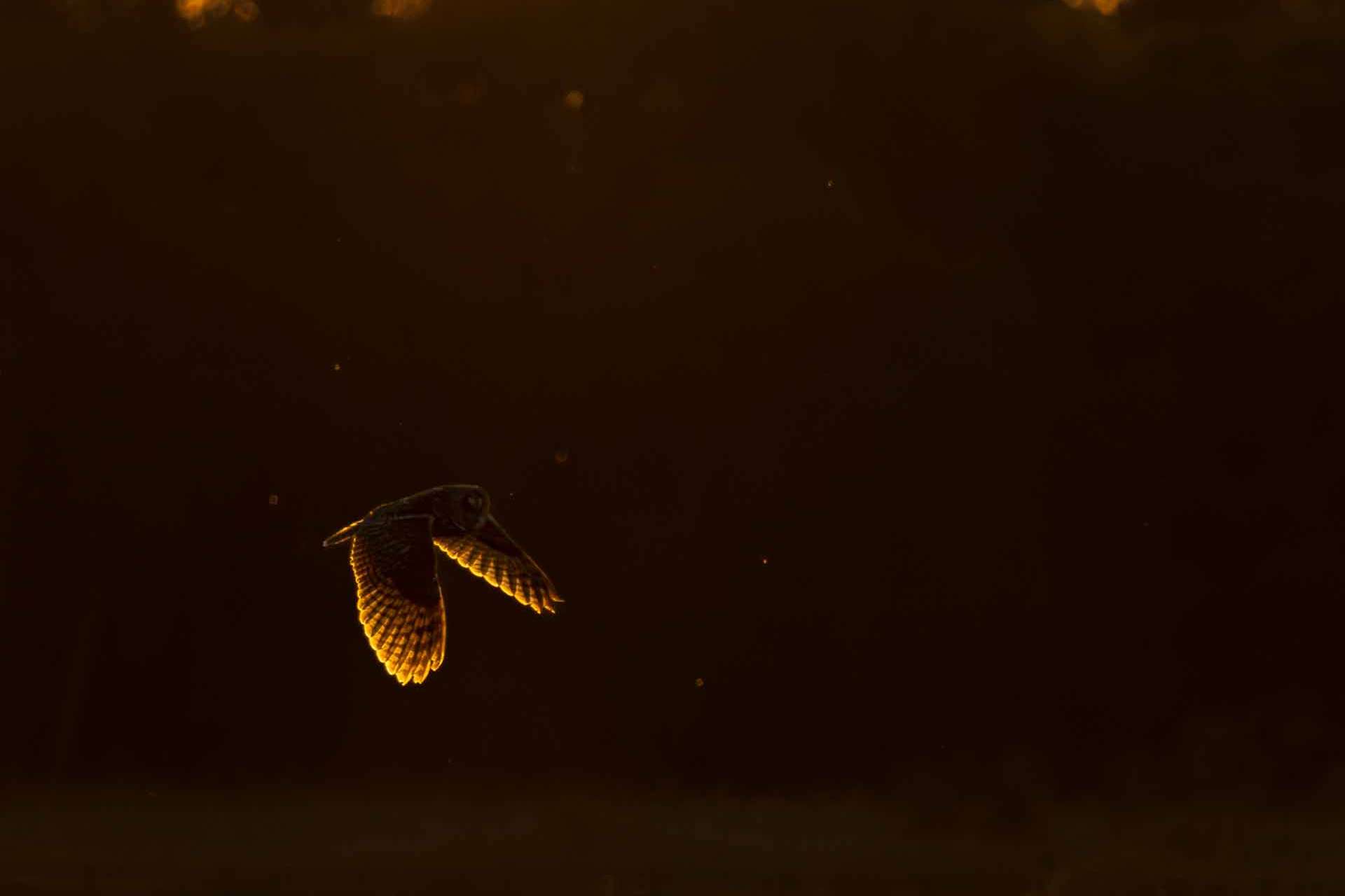 © Liam Gustafsson. Sveriges Unga Naturfotografer.