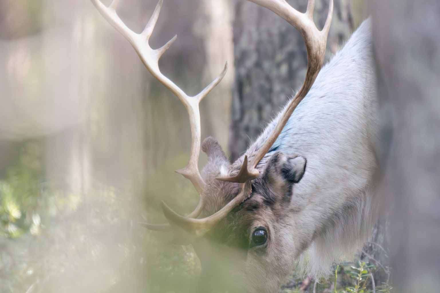 © Daniela Wetter Hagström. Sveriges Unga Naturfotografer.