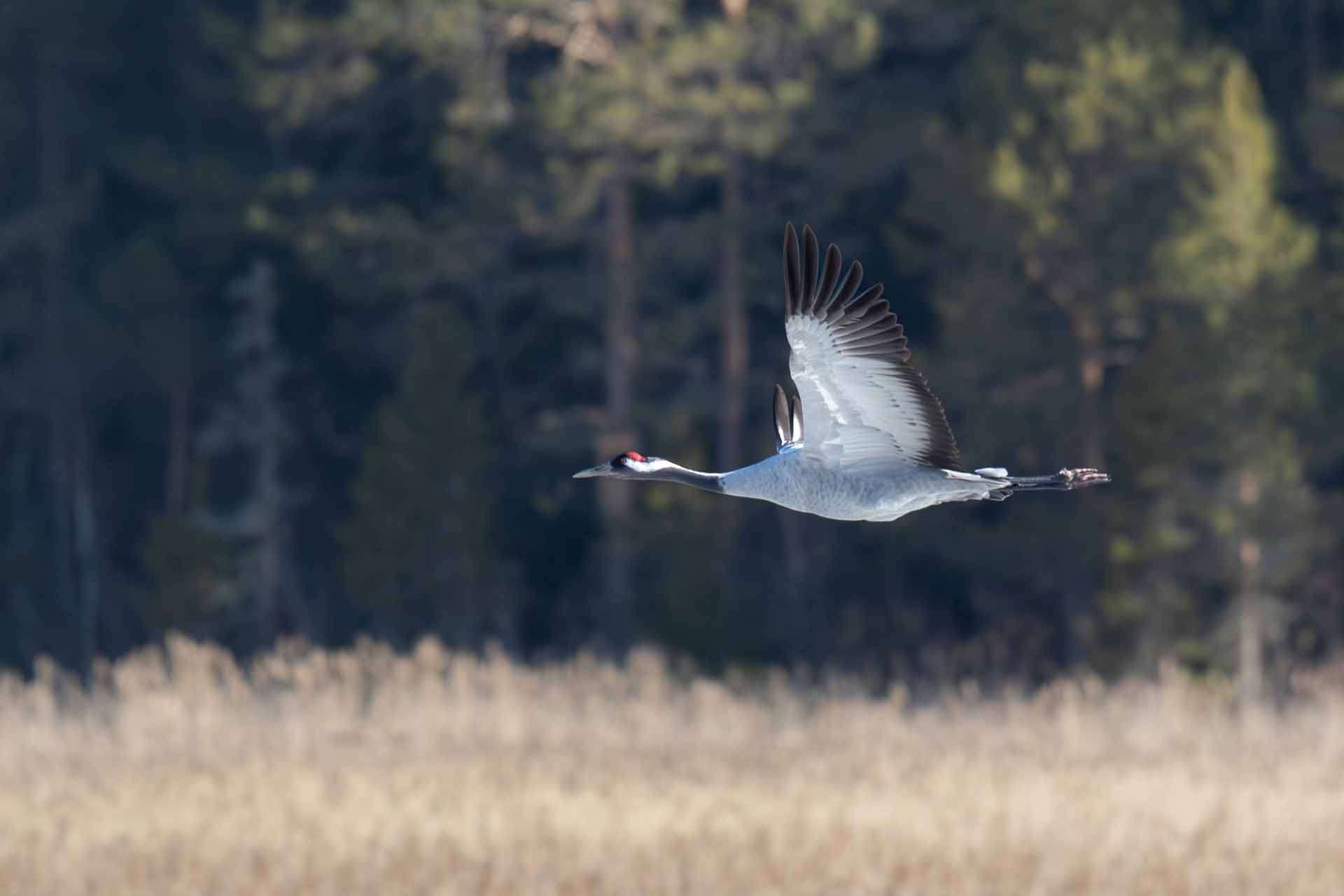 © Daniela Wetter Hagström. Sveriges Unga Naturfotografer.