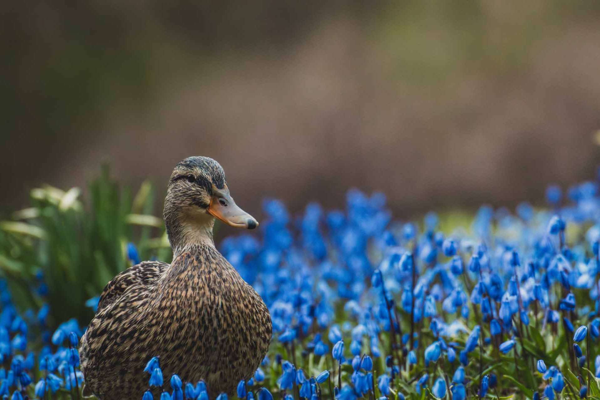 © Michel Fonvad. Sveriges Unga Naturfotografer.