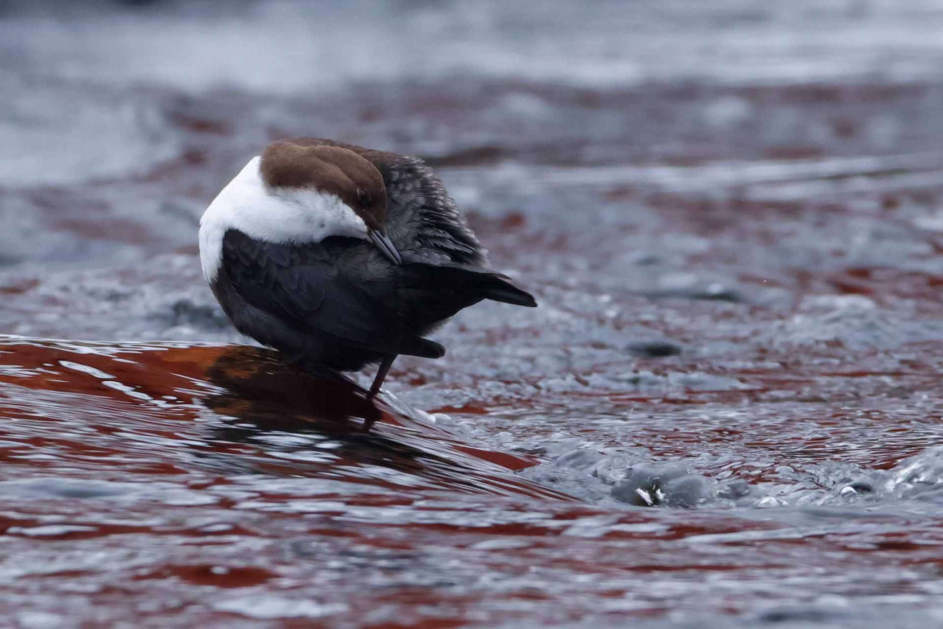 © Gustav Westergren. Sveriges Unga Naturfotografer.