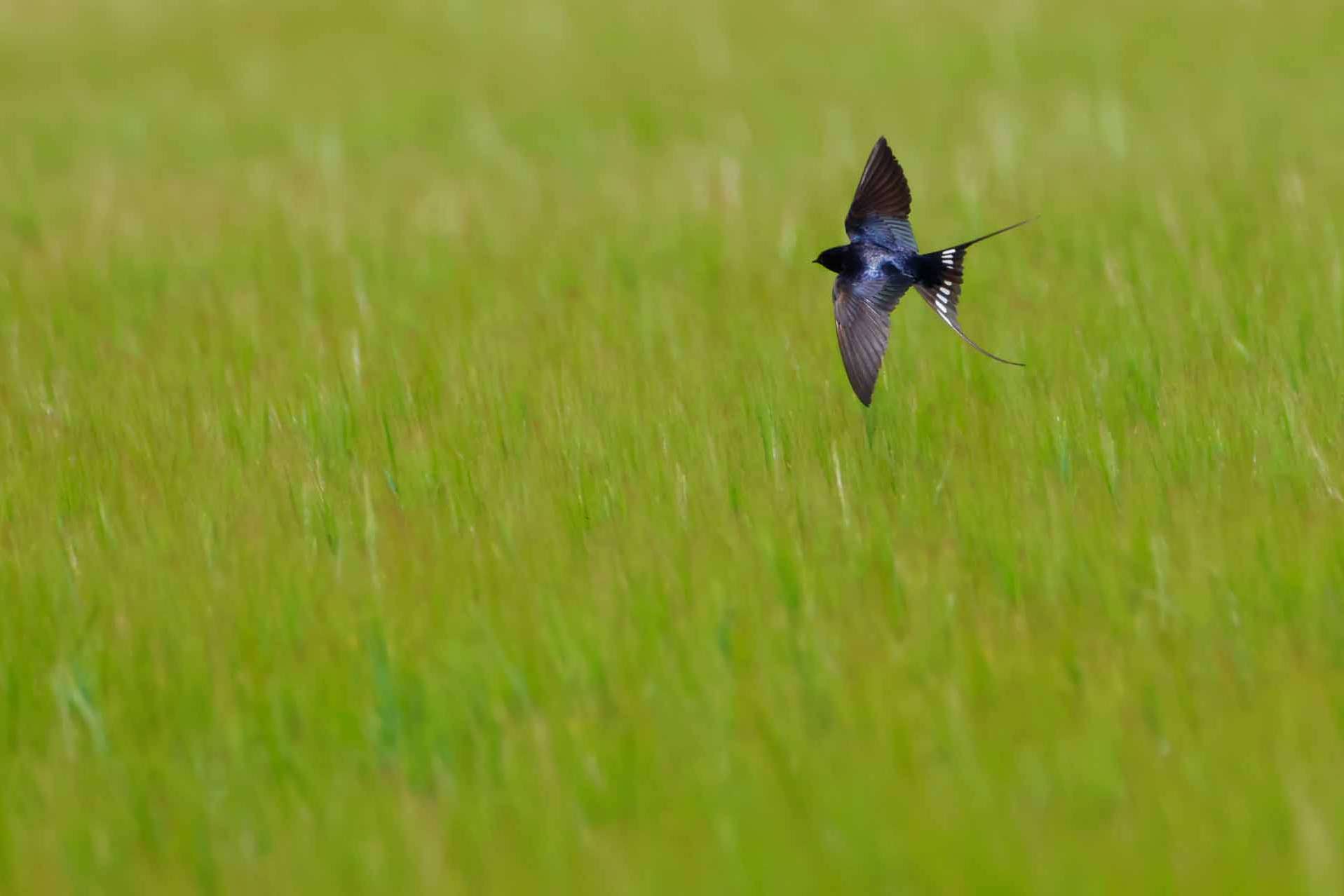 © Gustav Westergren. Sveriges Unga Naturfotografer.