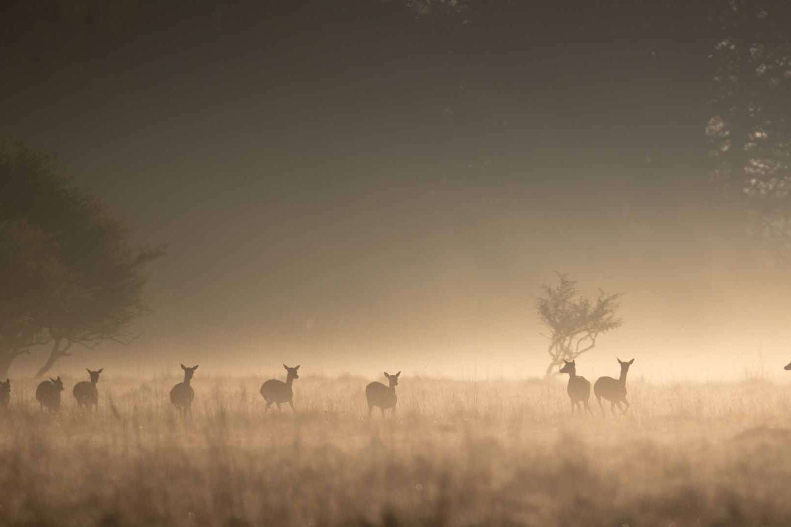 © Hugo Isaksson. Sveriges Unga Naturfotografer.