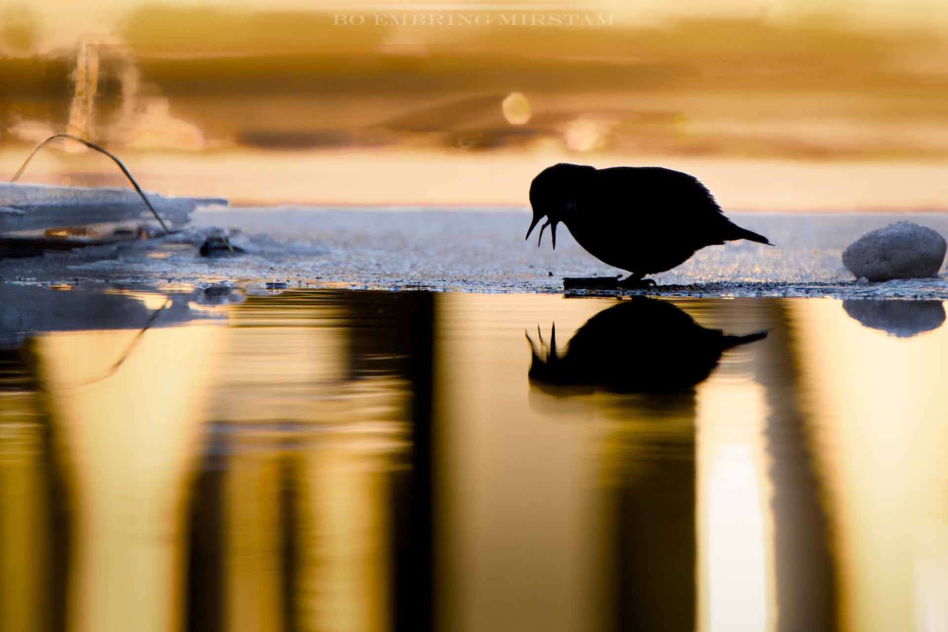 © Bo Embring Mirstam. Sveriges Unga Naturfotografer.