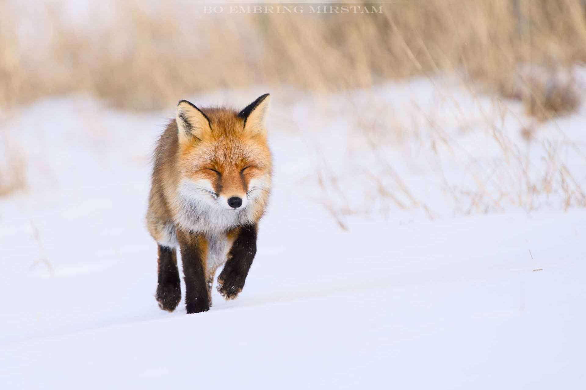 © Bo Embring Mirstam. Sveriges Unga Naturfotografer.