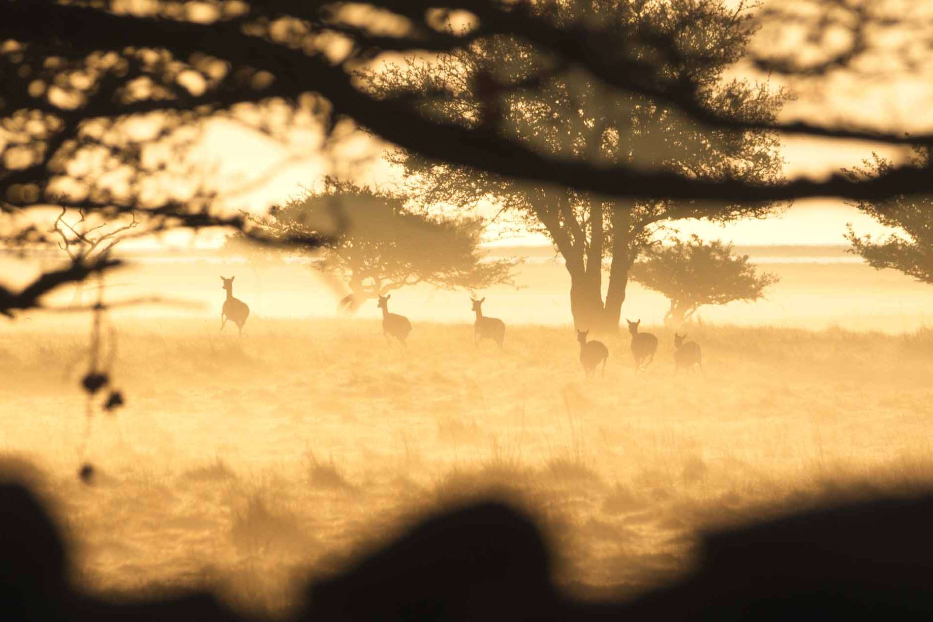 © Theo Andermo. Sveriges Unga Naturfotografer.