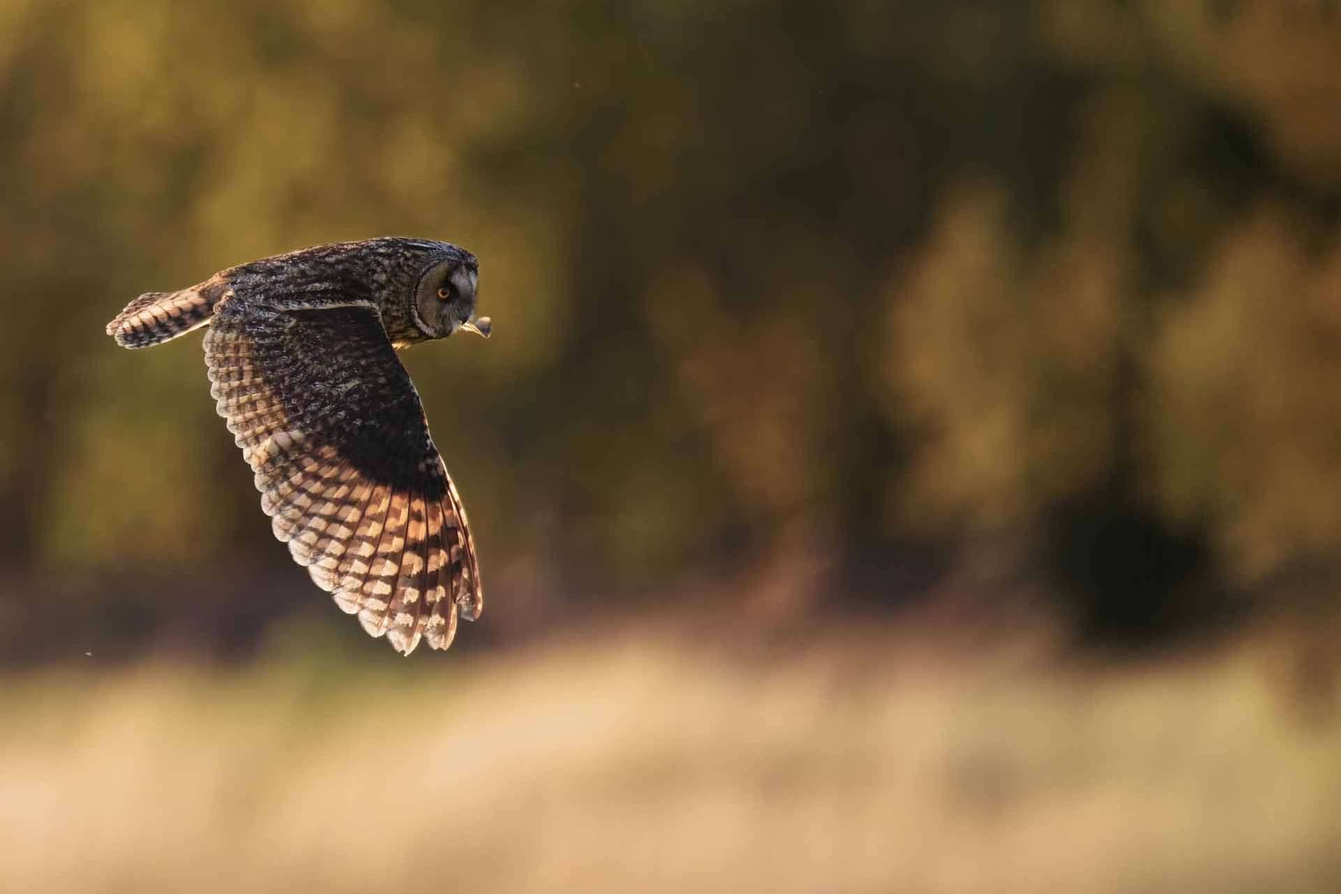 © Theo Andermo. Sveriges Unga Naturfotografer.