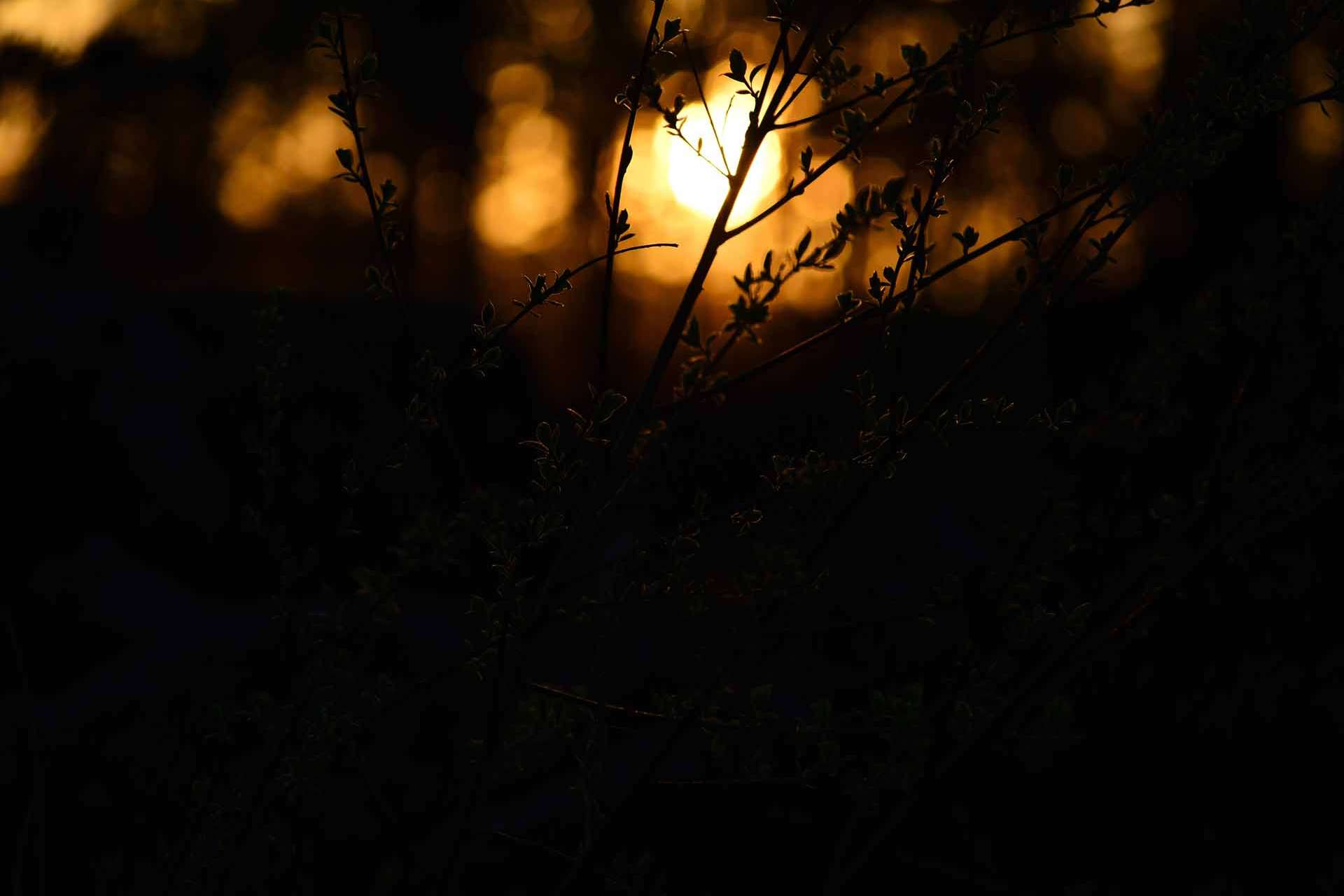 © Benjamin Ipsonius. Sveriges Unga Naturfotografer.