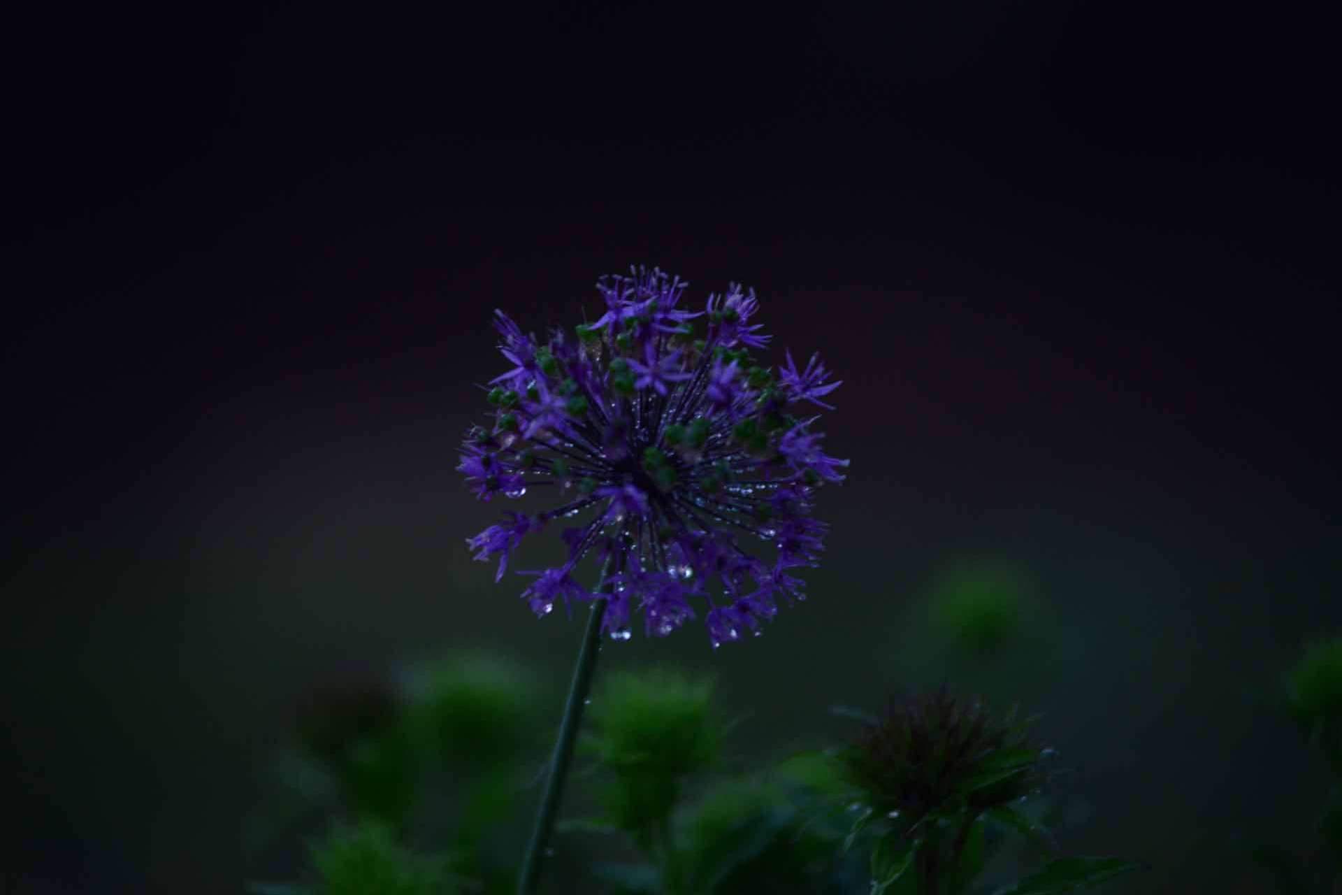 © Benjamin Ipsonius. Sveriges Unga Naturfotografer.