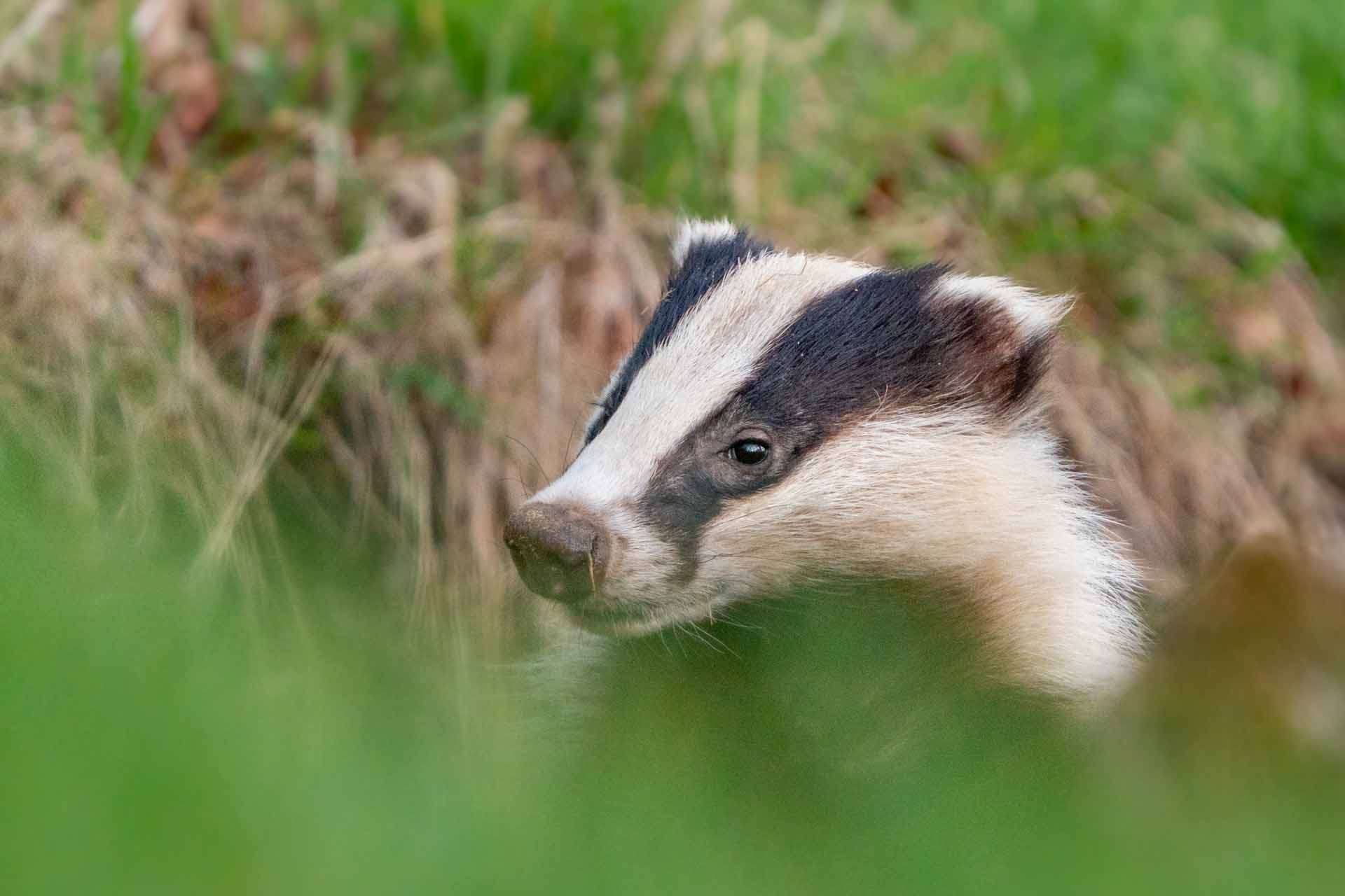 © Matilda Modig. Sveriges Unga Naturfotografer.