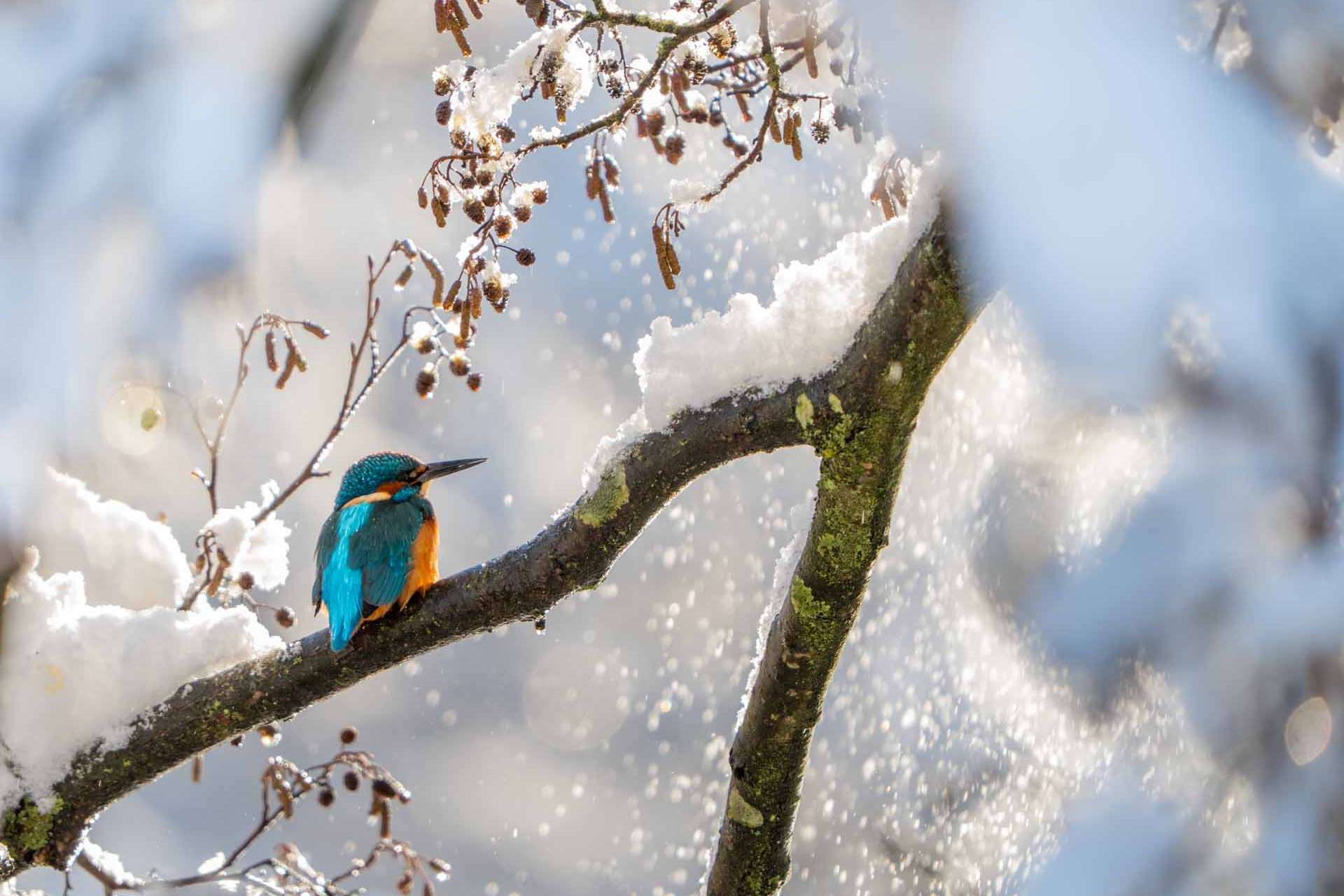© Matilda Modig. Sveriges Unga Naturfotografer.