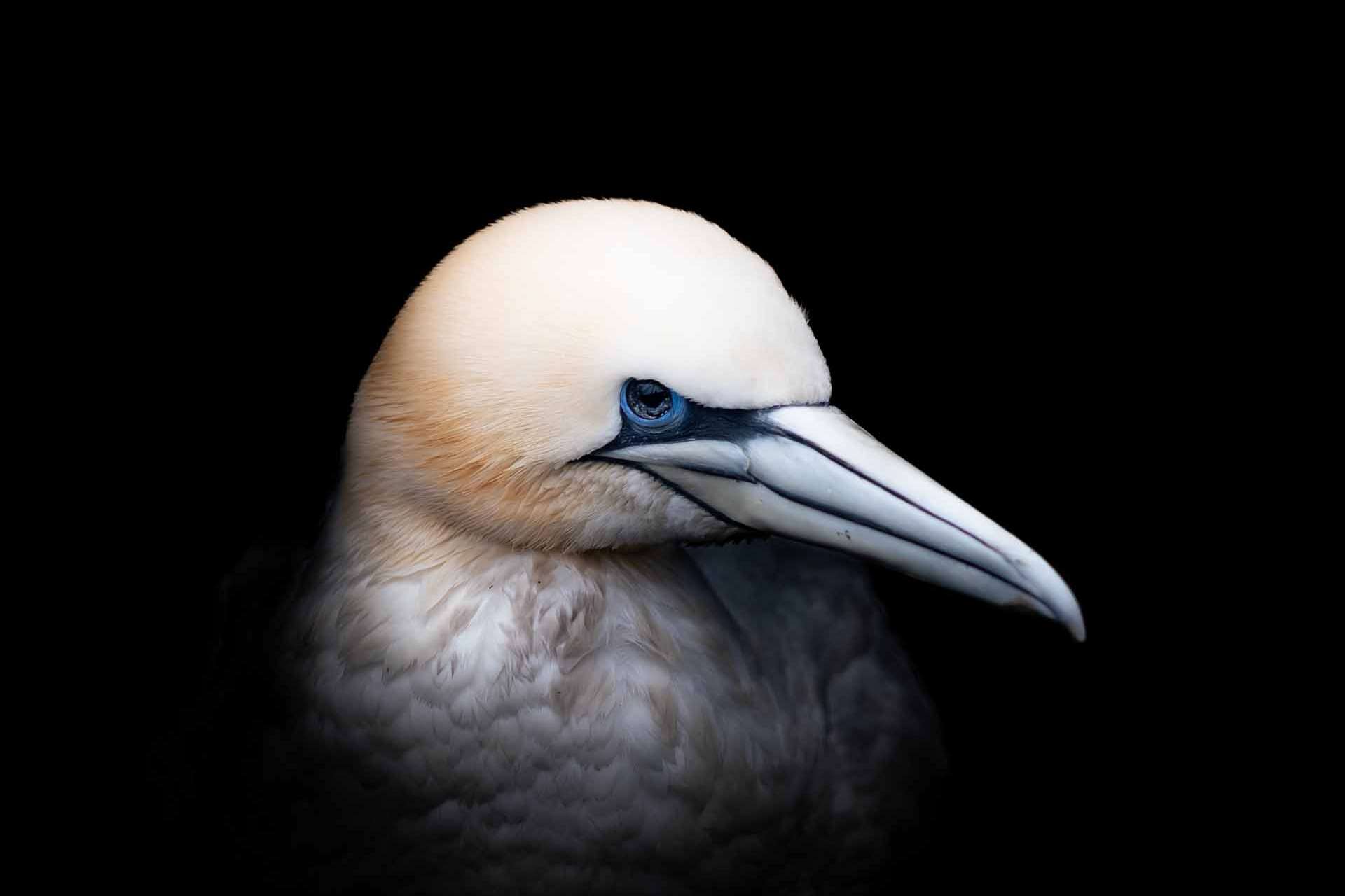 © Vivian Rahmqvist. Sveriges Unga Naturfotografer.