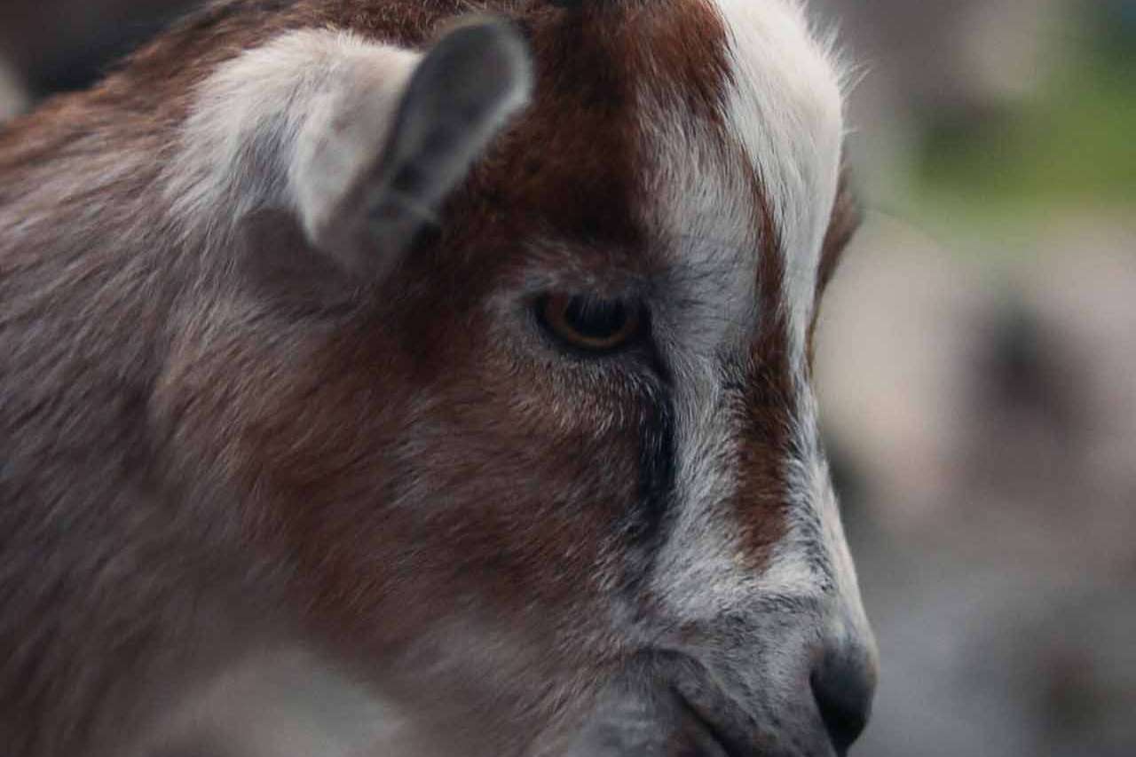 © Ivar Bryngelsson. Sveriges Unga Naturfotografer.
