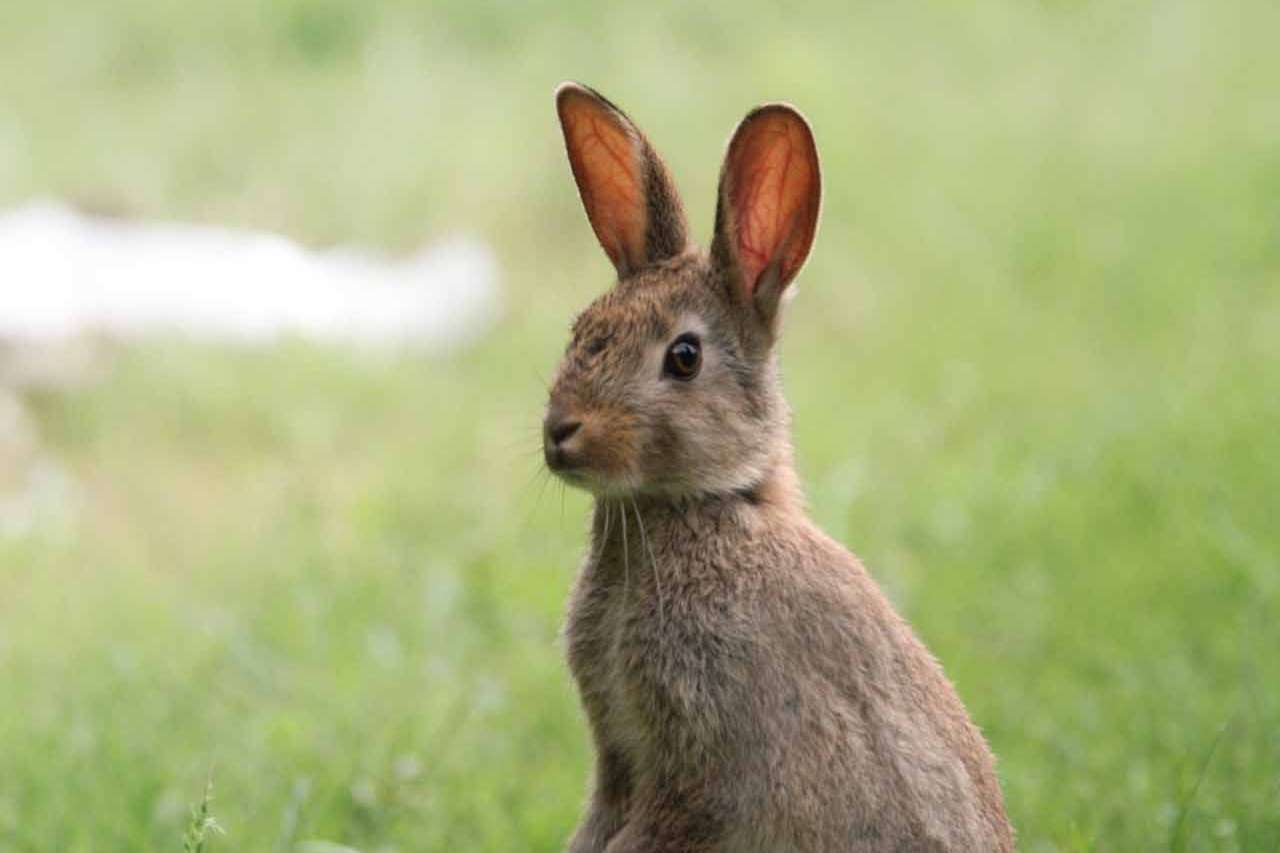 © Angelina Reynold. Sveriges Unga Naturfotografer.
