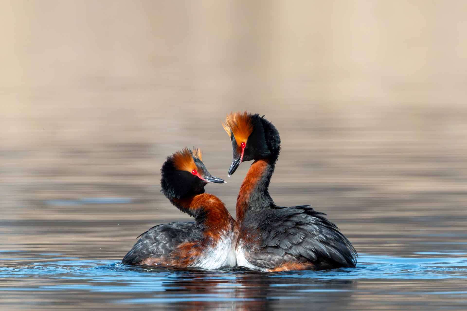 © Nikola Kostic. Sveriges Unga Naturfotografer.