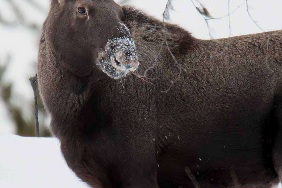 © Daniela Wetter Hagström. Sveriges Unga Naturfotografer.
