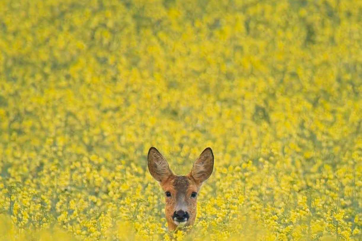 © Theo Andermo. Sveriges Unga Naturfotografer.