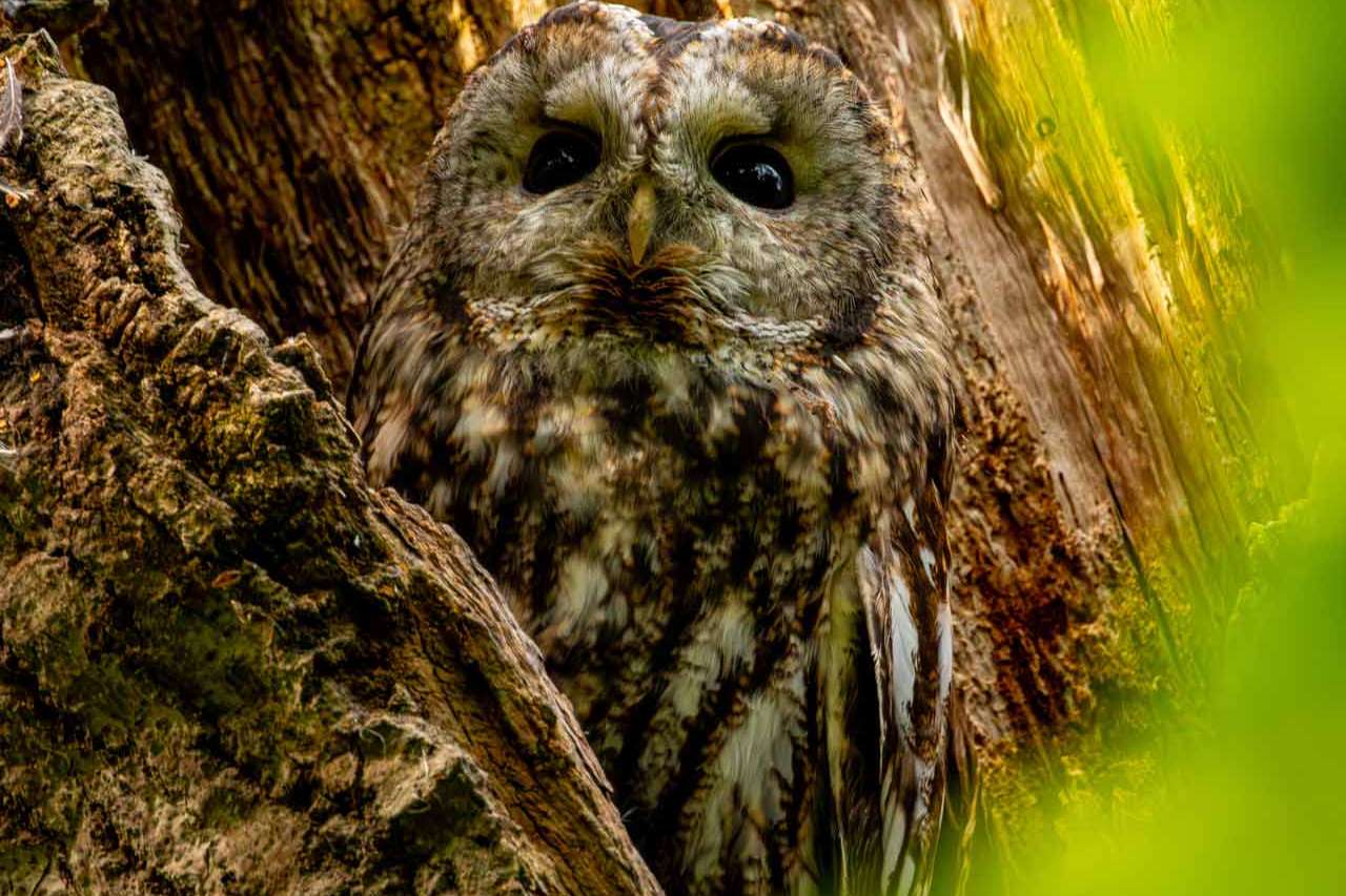 © Nikola Kostic. Sveriges Unga Naturfotografer.