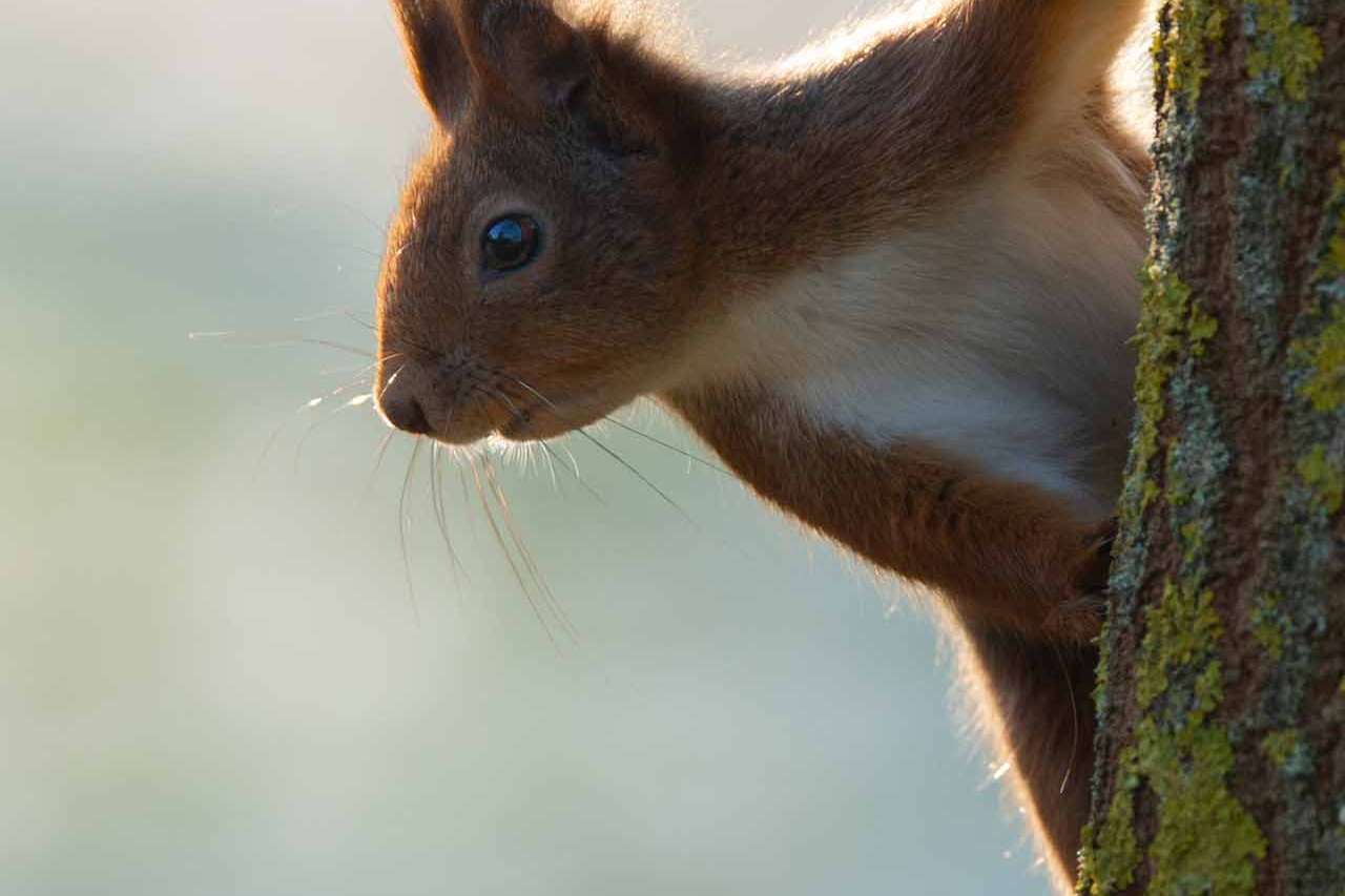 © Angelina Reynold. Sveriges Unga Naturfotografer.