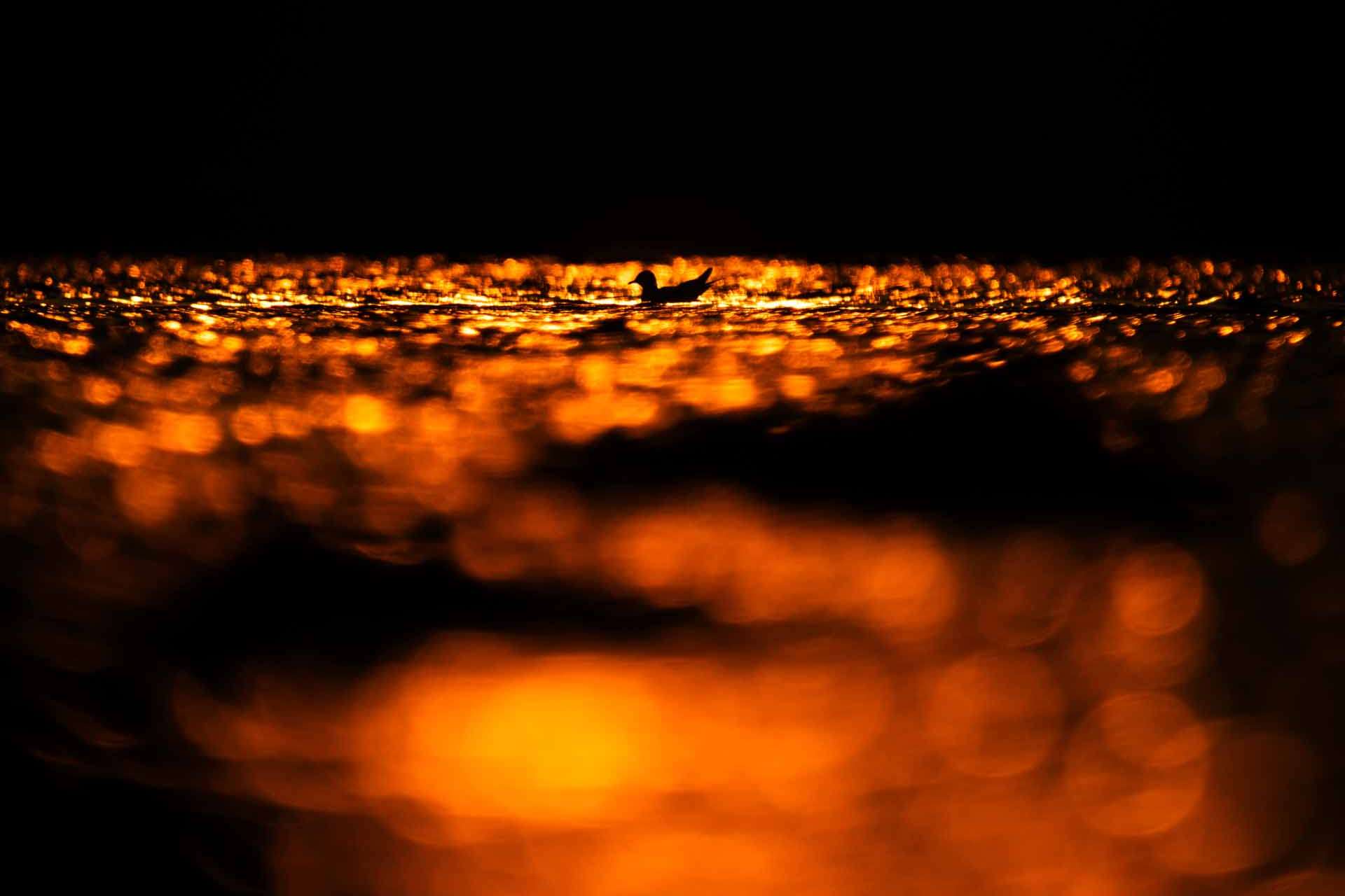 © Sigge Alfredsson. Sveriges Unga Naturfotografer.