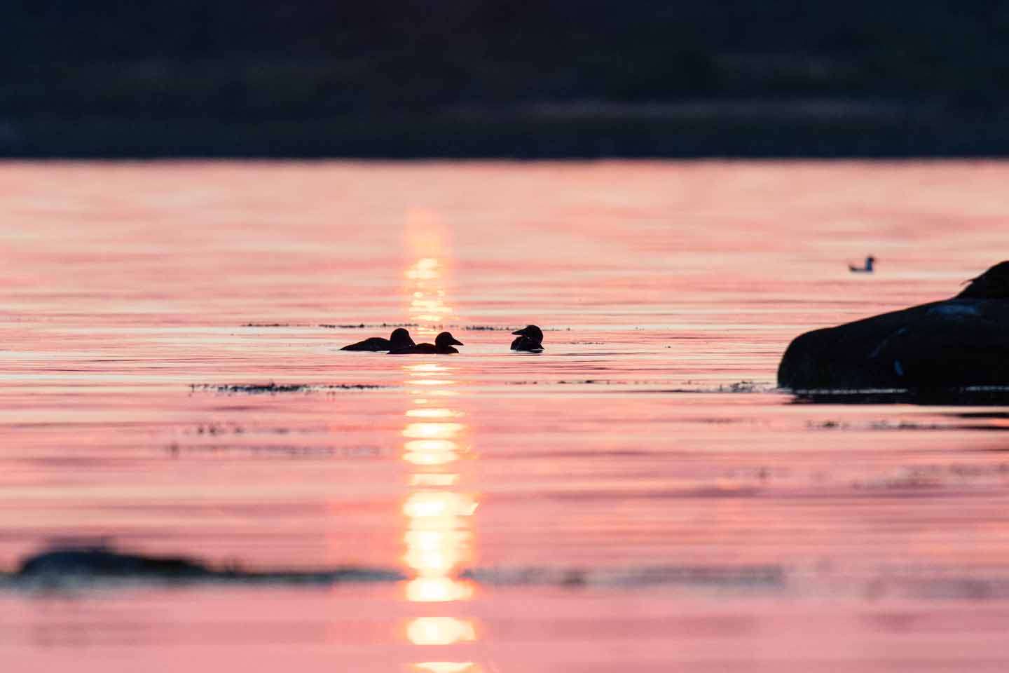 © Malte Johnsson. Sveriges Unga Naturfotografer.