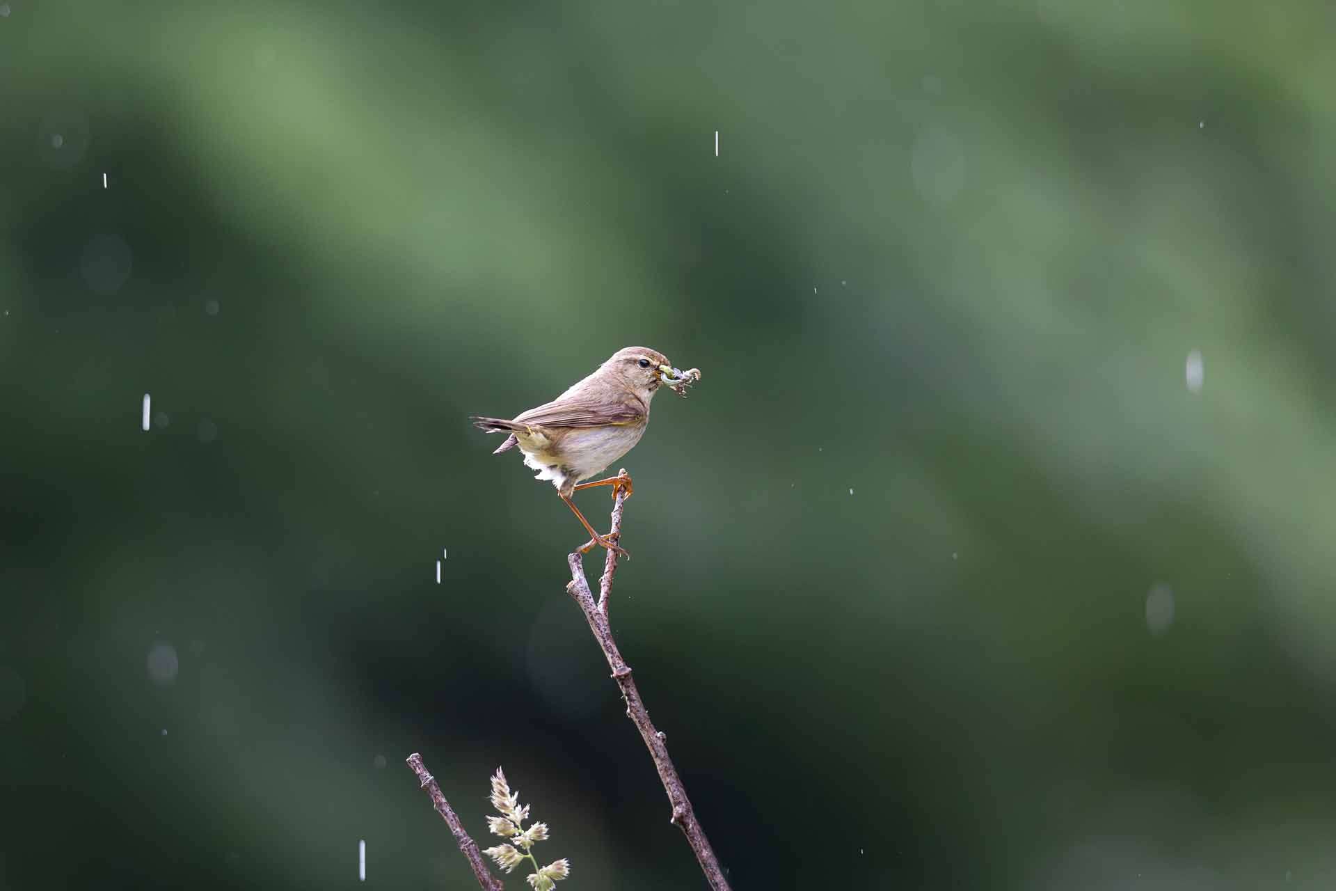 © Malte Johnsson. Sveriges Unga Naturfotografer.