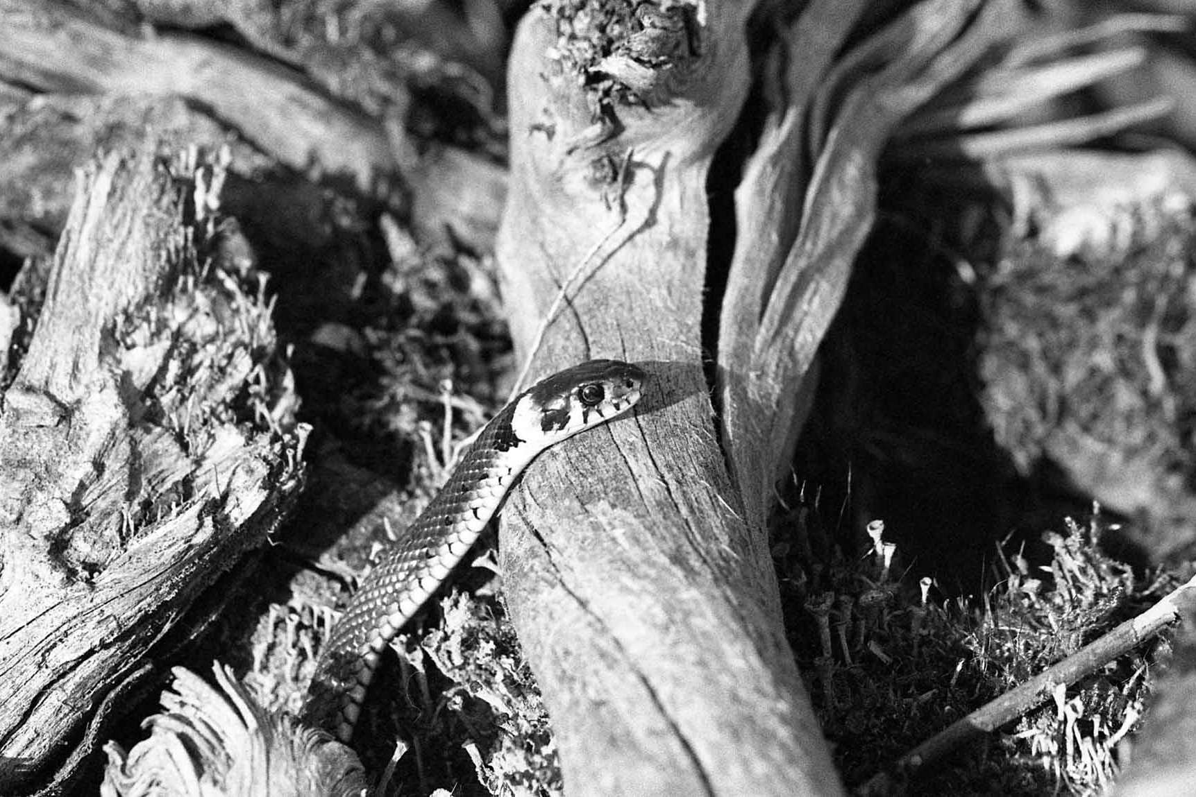 © Gustav Gotthardsson. Sveriges Unga Naturfotografer.
