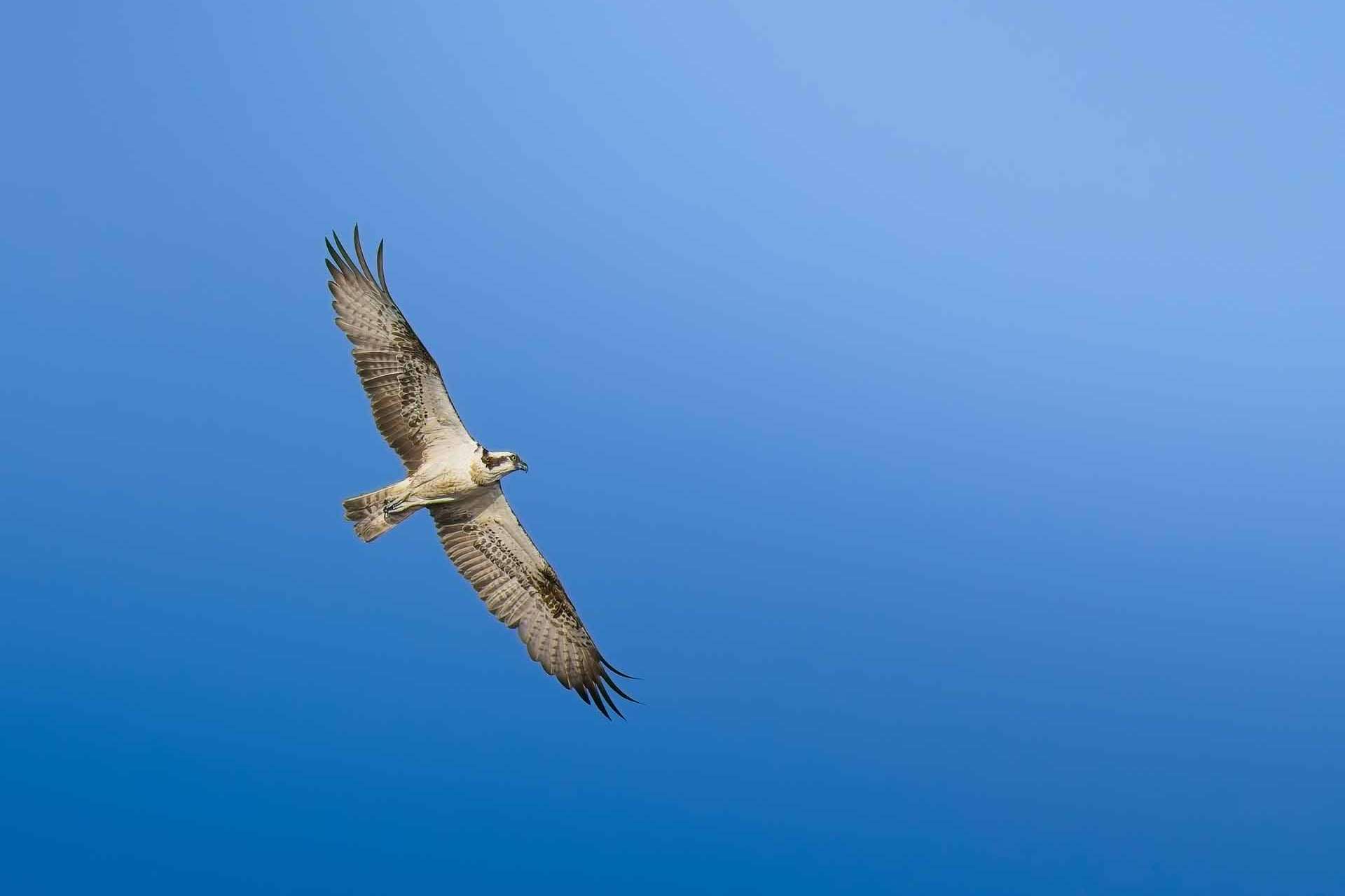 © Alma Vigerlöf. Sveriges Unga Naturfotografer.