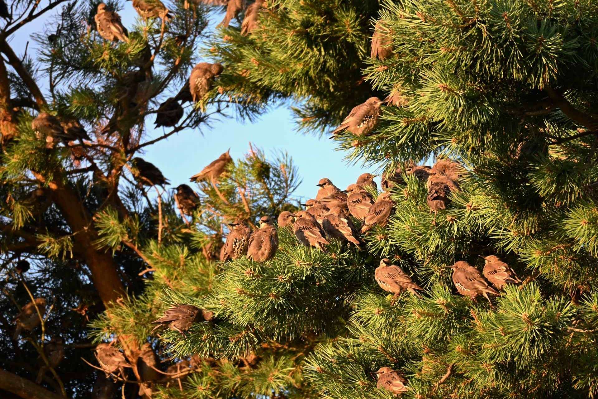 © Alma Vigerlöf. Sveriges Unga Naturfotografer.