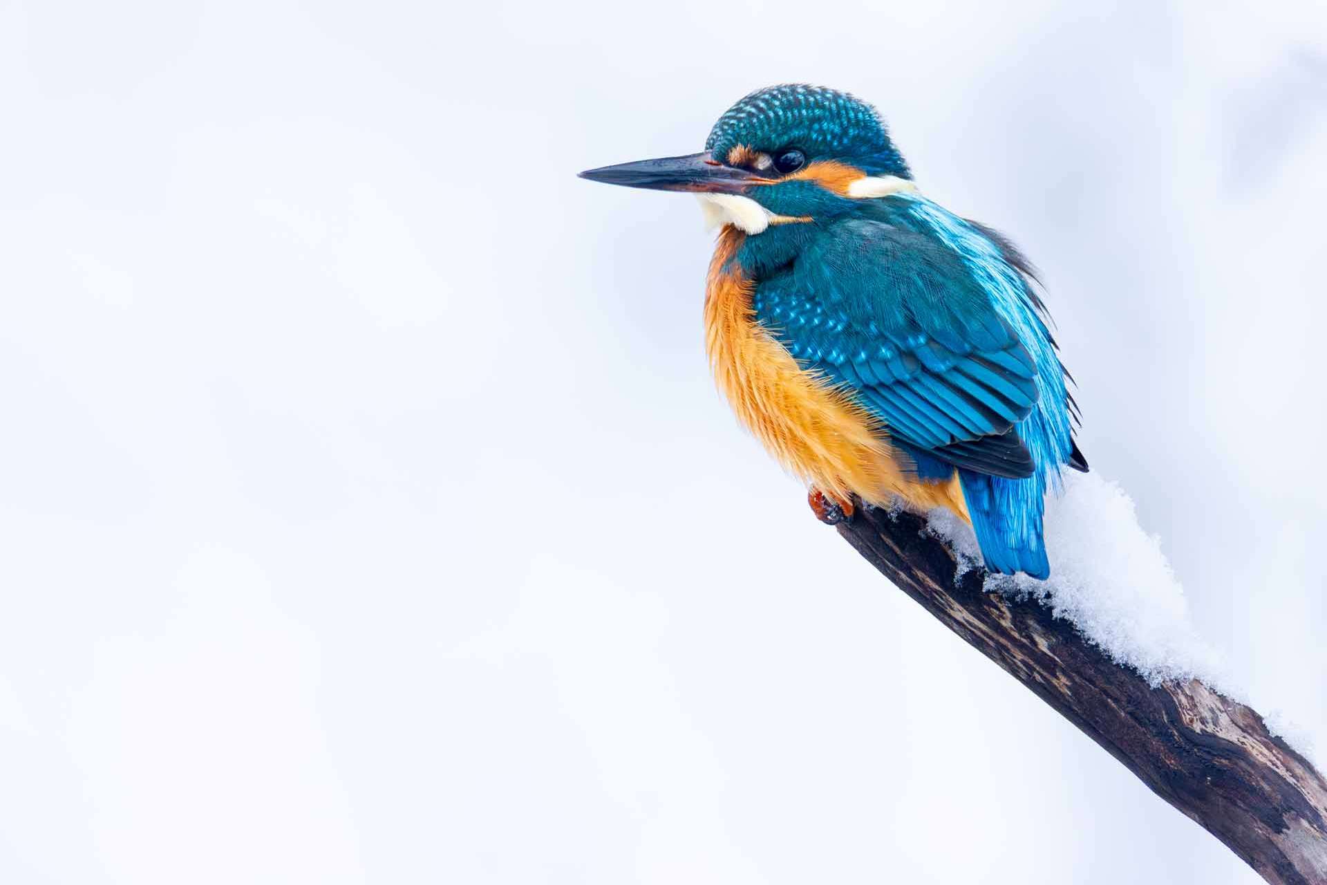 © Joel Eng. Sveriges Unga Naturfotografer.