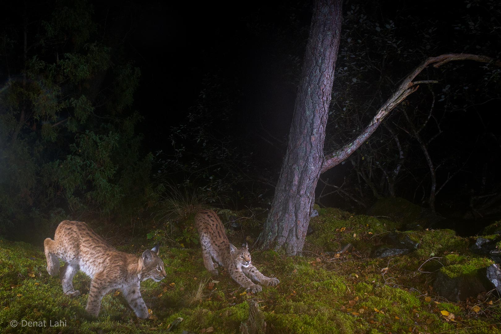 Denat Lahi Lodjursungar Skåne