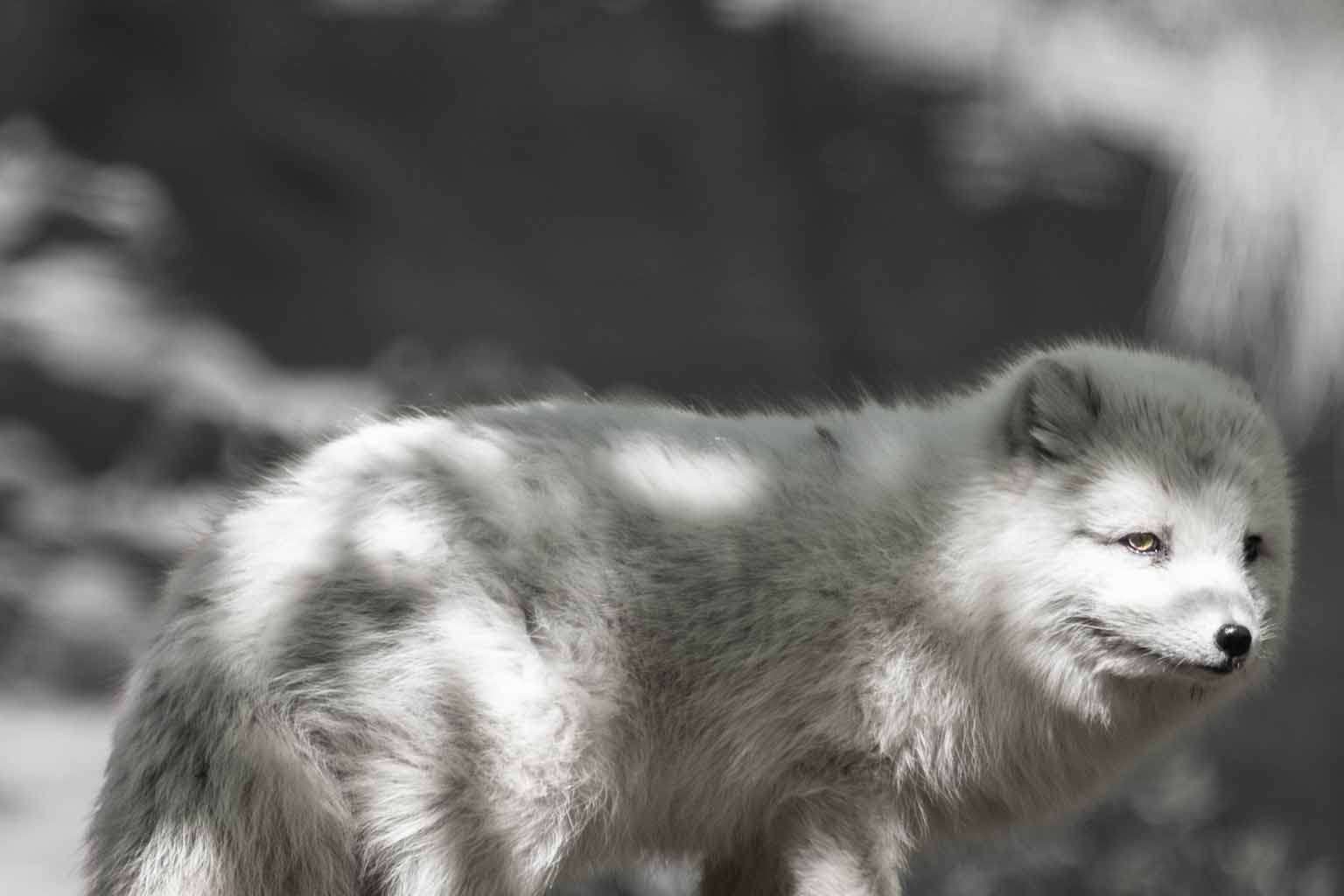 © Noah Arnold. Sveriges Unga Naturfotografer.