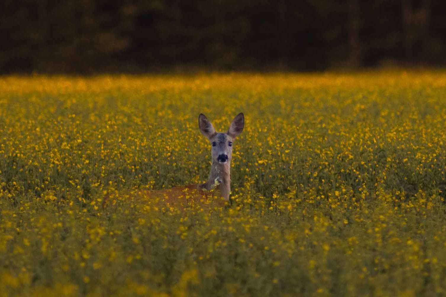 © Noah Arnold. Sveriges Unga Naturfotografer.